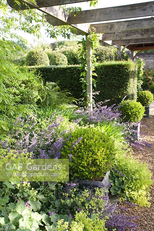 Clipped topiary balls in containers, Nepeta 'Six Hills Giant' and Alchemilla mollis under wooden arbour 