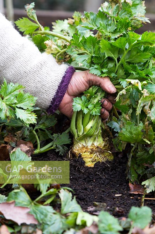 Woman harvesting Celeriac 'Brilliant'
