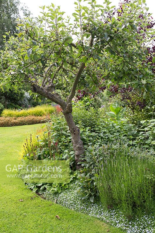 Fruit tree in border underplanted with mixed perennials