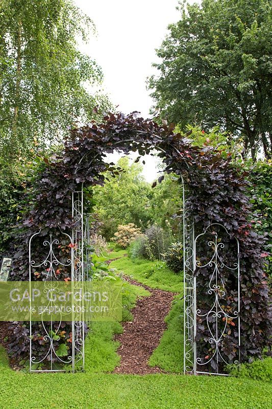Dark foliage Fagus - Beech hedge arch with ornate metal gate leading to shady garden with chamomile groundcover and bark chip path