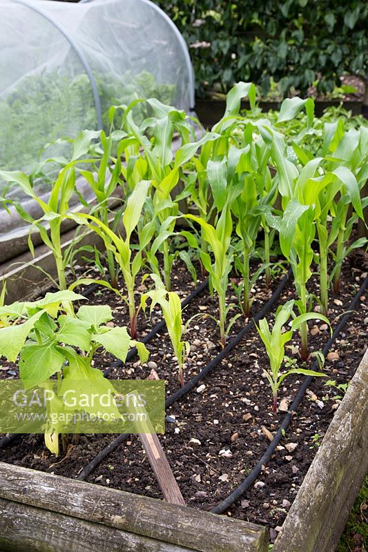Sweetcorn growing in raised bed with watering system