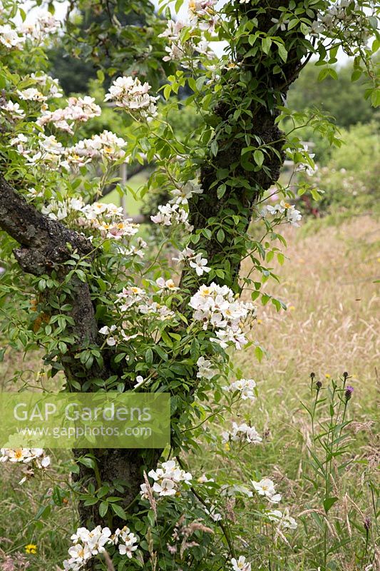 Rosa - White Climbing Rose climbing through old fruit tree
