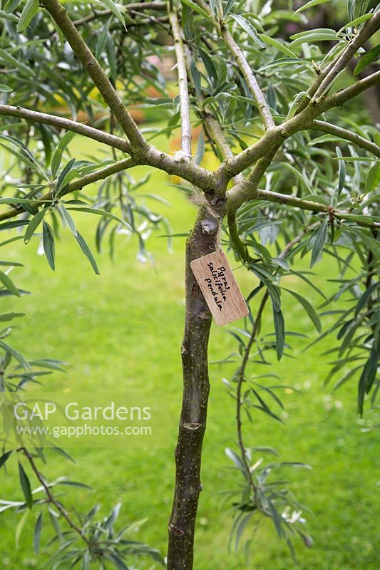 Pyrus salicifolia 'Pendula' with wooden label