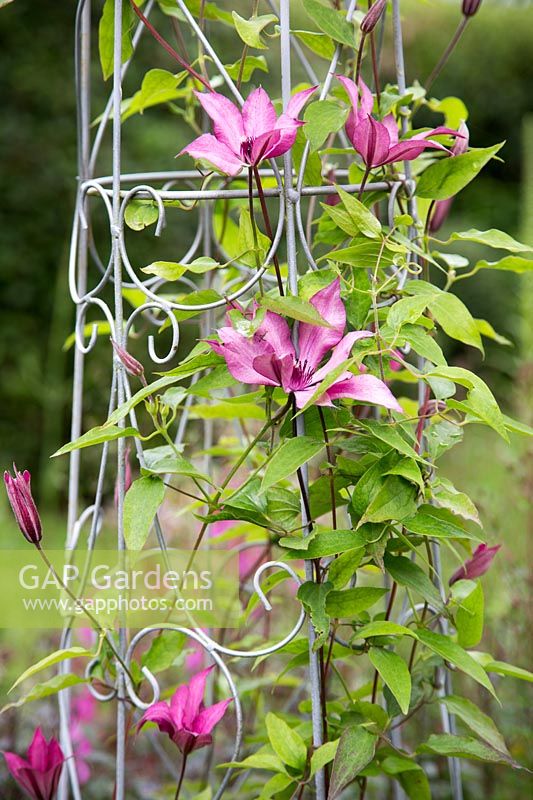Clematis growing through metal plant support