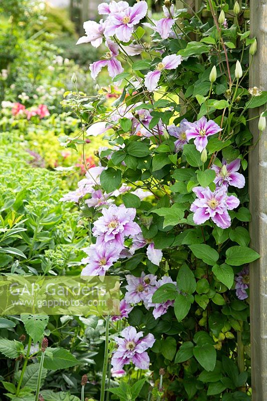 Clematis growing through wooden arch