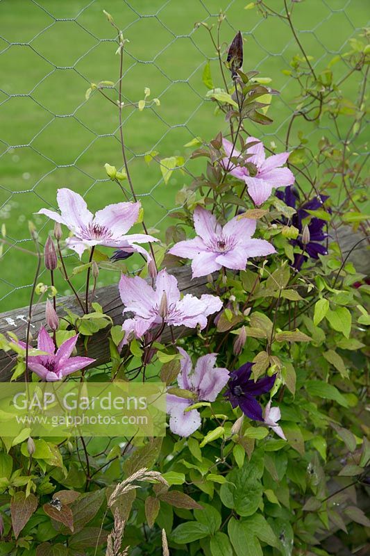 Clematis growing through wire mesh