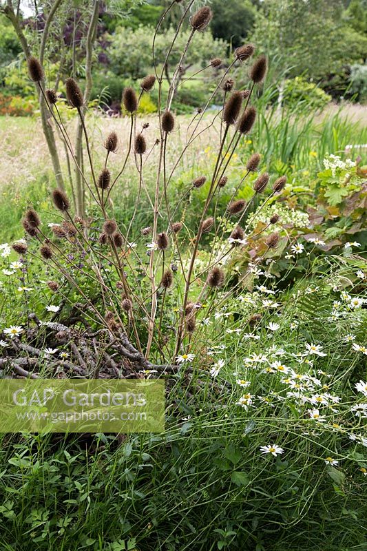 Wildlife stack - a pile of twigs and branches topped with teasel seedheads left among wildflowers to encourage insect and wildlife to the garden