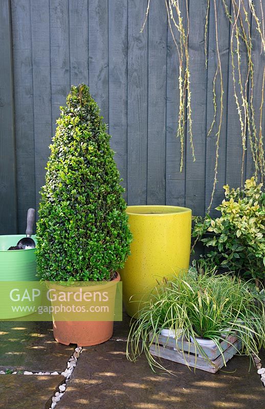 Ingredients needed to create yellow spring container filled with Carex and Buxus sempervirens 'Pyramid'