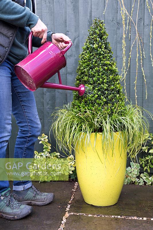 Watering freshly planted container with Carex and Buxus sempervirens 'Pyramid'