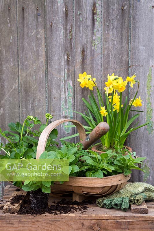 Spring arrangement with Petunia plugs and miniature Daffodils