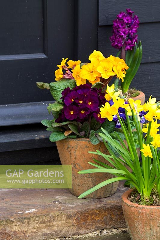 Spring arrangement on steps with Hyacinthus, Primulas, Violas and minature Daffodils