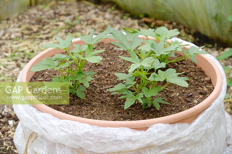 Ipomoea batatas, Sweet potato plants growing in a insulated pot within a polytunnel, Wales, UK