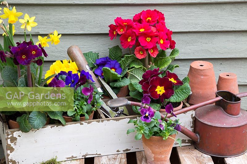 Spring arrangement with Primulas, Violas and miniature Daffodils in rustic box