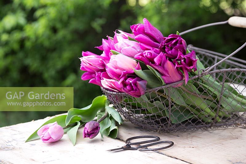 Floral arrangement in wire basket with Tulipa 'Candy prince', Tulipa 'Negrita Double', Tulipa 'Claudia', Tulipa 'Passionale' and Tulipa 'Purple Dream'