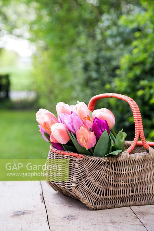 Floral arrangement in wicker basket with Tulipa 'Ollioles', Tulipa 'Salmon Prince', Tulipa 'Purple Prince' and Tulipa 'Candy Prince'