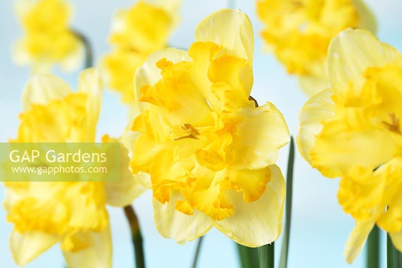 Narcissus 'Blazing Starlet'. Daffodil Div 11a Split-corona Collar