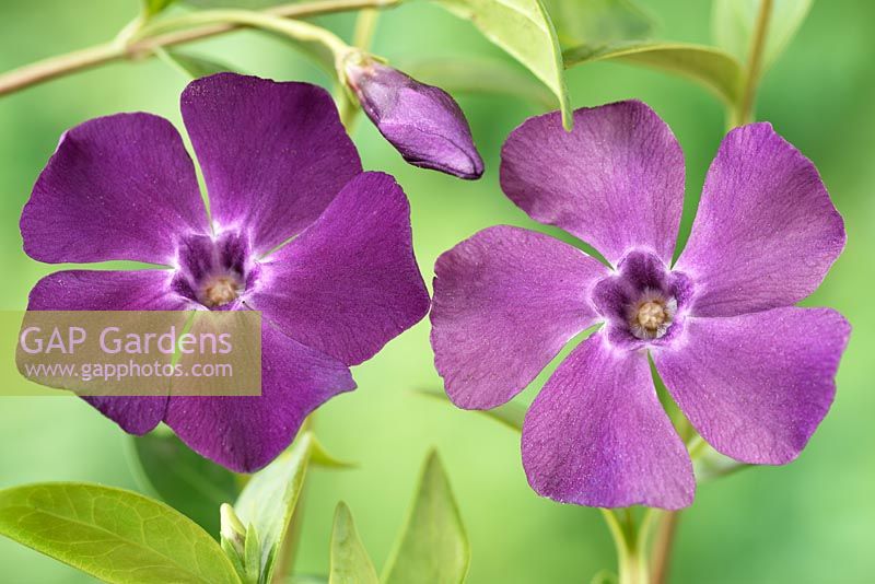 Vinca minor 'Atropurpurea' AGM. Dark purple-flowered periwinkle, Syn. Vinca minor 'Purpurea', Vinca minor 'Rubra'