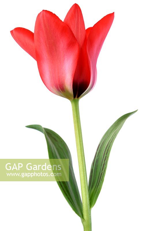 Tulipa 'Marquis de la Coquette', Greigii Group  