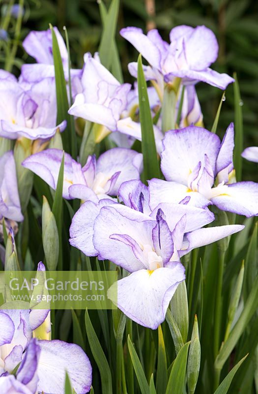 Iris ensata 'Gracieuse' - Japanese Iris