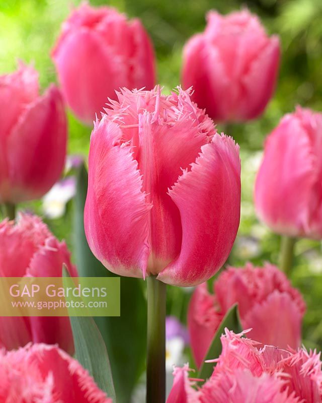 Tulipa 'Cacharel'