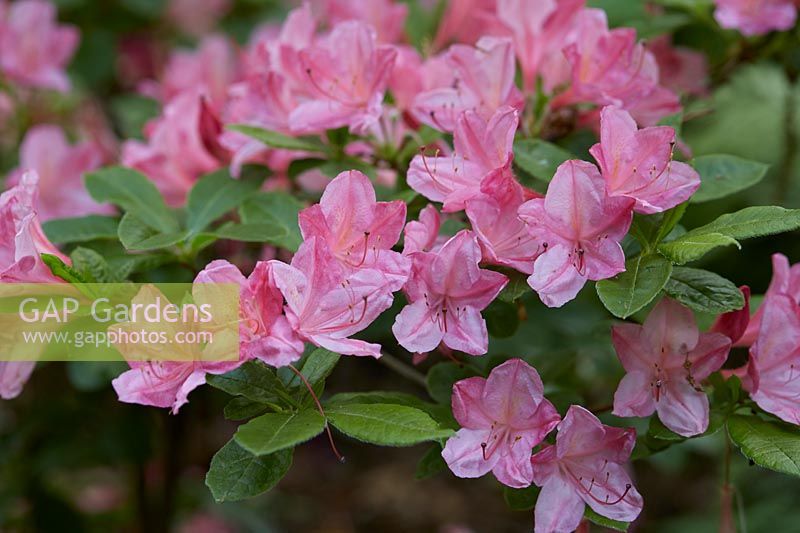 Rhododendron 'RÃªve d'Amour'