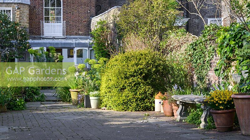 A view along the pavement towards the house with pots of yellow Narcissus 'Tete-a-tete' and Narcissus 'Full Throttle', Euphorbia, Skimmia and Camellia