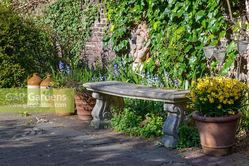 A bench surrounded next to ivy overgrown wall with blubells and pots including yellow Narcissus 'Tete-a-tete'
