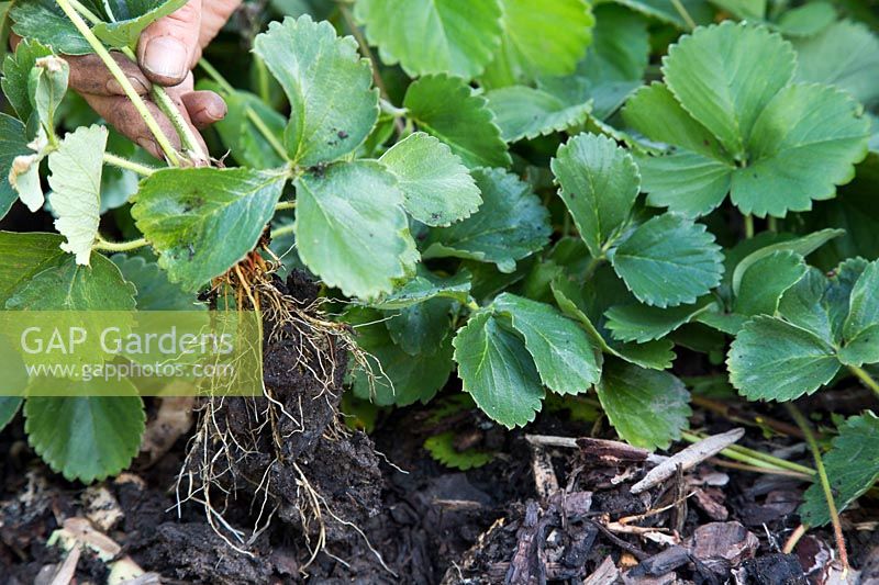 Woman pulling up rooted Strawberry runners