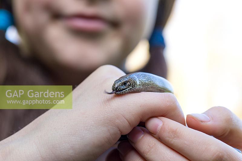 Young girl holding slow worm