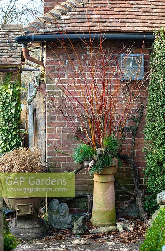 Colourful winter stems of Salix with Hazel and Pine branches arranged in chimney pot at Charlotte and Donald Molesworth's garden, Kent, UK.
