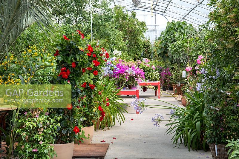 In the glasshouse, a wide range of non hardy plants including Mandevilla Hybride and Agapanthus