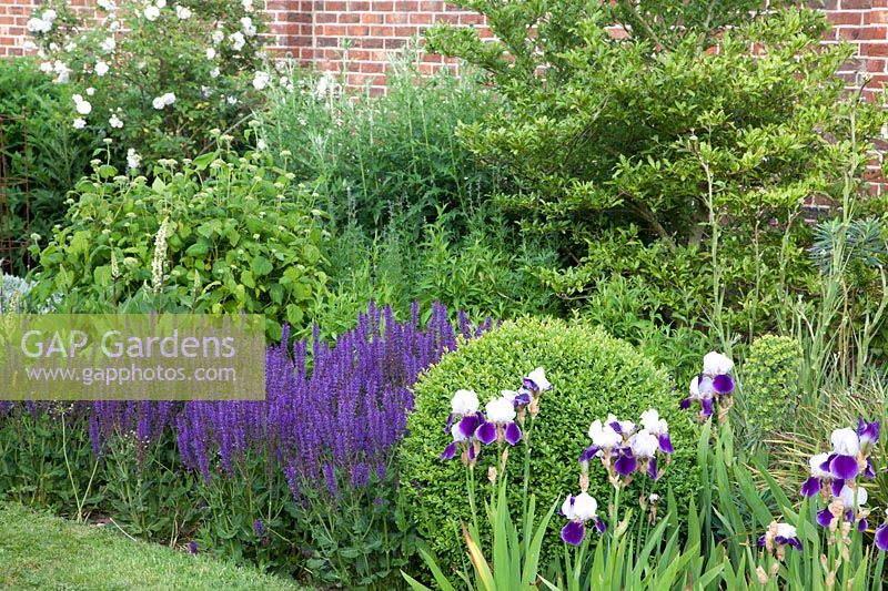 Border with Iris 'Braithwaite', Salvia 'Mainacht' and clipped Buxus 