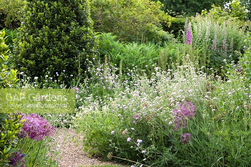 Scabiosa, Alliums, Delphinium with pathway through garden