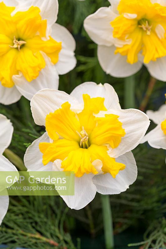 Narcissus 'Pick up'