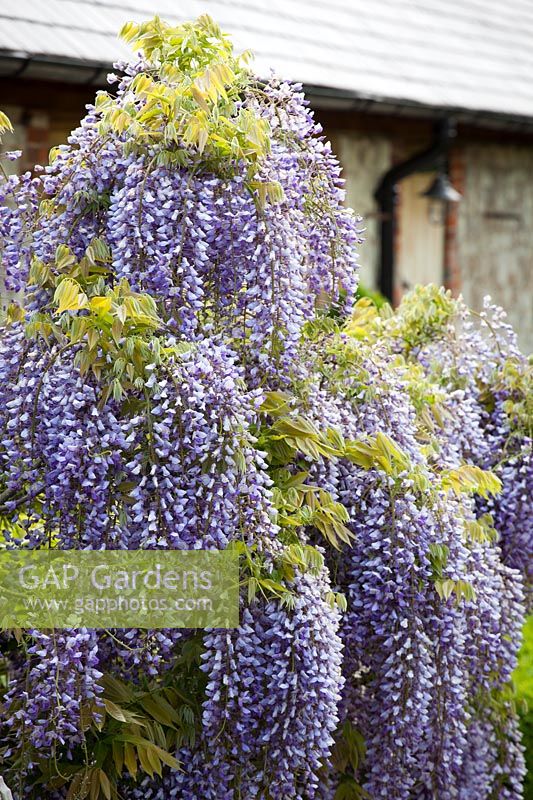 Wisteria growing by the barn.