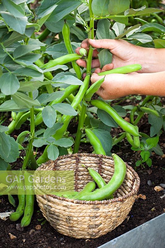 Picking broad beans into a basket
