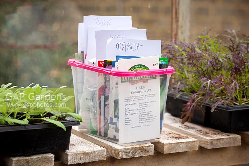Organising seed packets in a box on a shelf in the greenhouse.