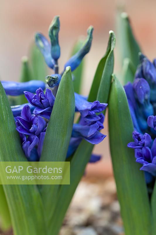 Hyacinthus 'Viking' - Hyacinths
