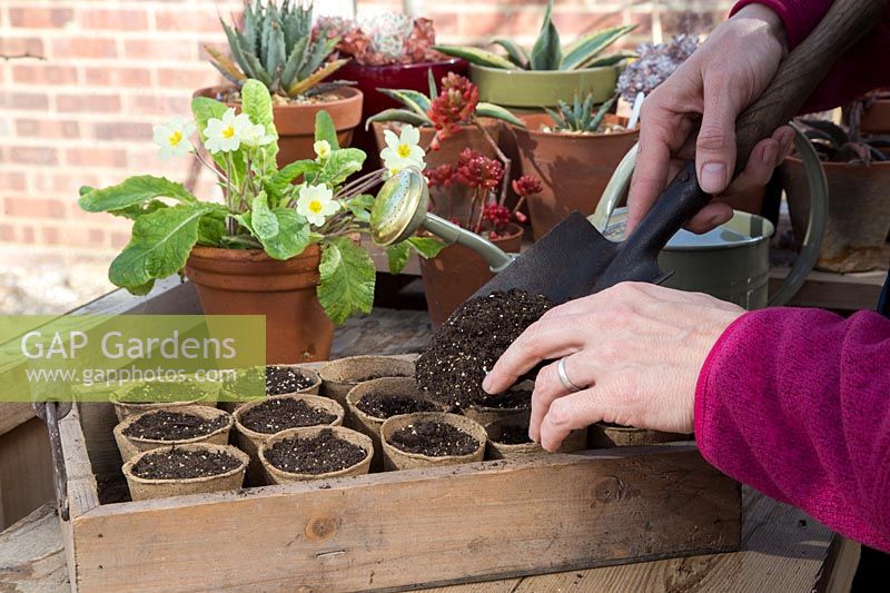 Woman covering pots with newly sown Dolichos lablab 'Ruby Moon' seeds with compost