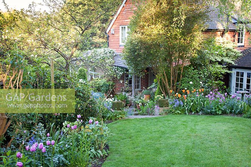 Cottage garden in spring with mixed Tulipa 'Ballerina' and Tulipa 'Blue Heron', Myosotis, Hyacinthoides hispanica, Clematis montana 'Alba' and Lunaria annua. Garden: Quarry Cottages, Sussex