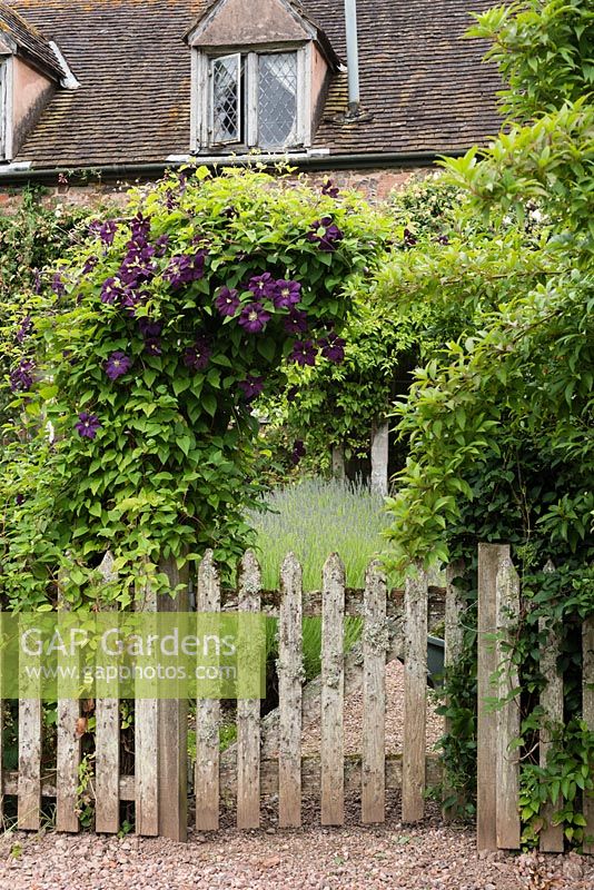 Picket gate and Clematis 'Mrs N Thompson' at one of the cottages at Cothay Manor