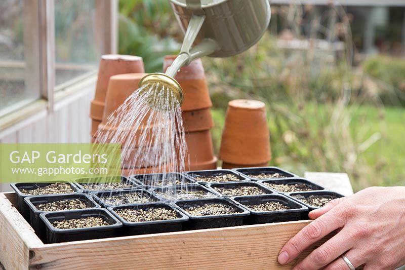 Woman watering newly sowng Lupinus perennis 'Texas Bonnet' seeds in tray