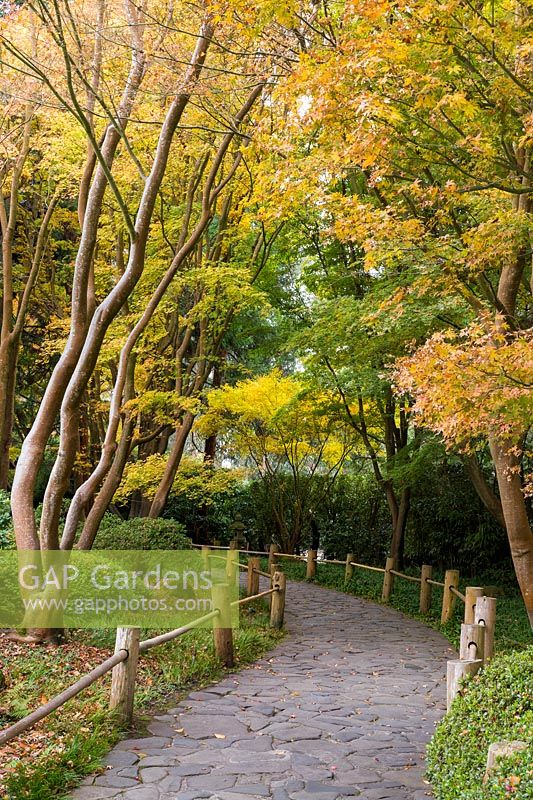 Maple Lane, a a pathway of irregular smooth paving stones around the outside of the Japanese Tea Garden at Golden Gate Park, San Francisco, California. Divided trunks, branches and autumn foliage of various Japanese maple -Acer palmatum form an avenue on either side, underplanted by cloud topiary azaleas.