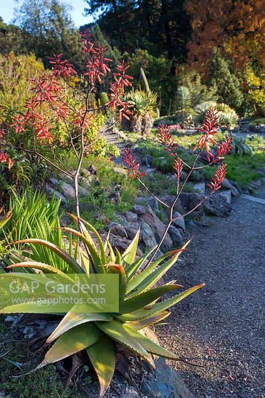 Aloe abyssinica in the Southern African garden at the University of California Botanical Garden at Berkeley.