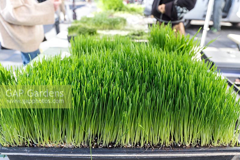 Wheatgrass on the Lifefood Gardens stall at the  Ecology Center Farmer's Market in downtown Berkeley.