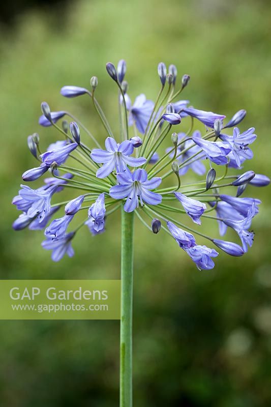 Agapanthus 'Blue Triumphator'. African lily