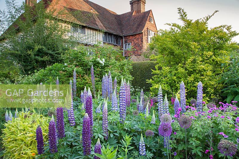 Lupinus planted en masse in The Long Border. Great Dixter, Sussex