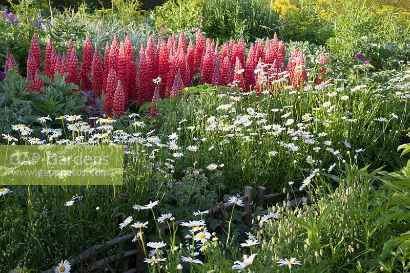Lupinus with ox-eye daisies. Great Dixter, Sussex