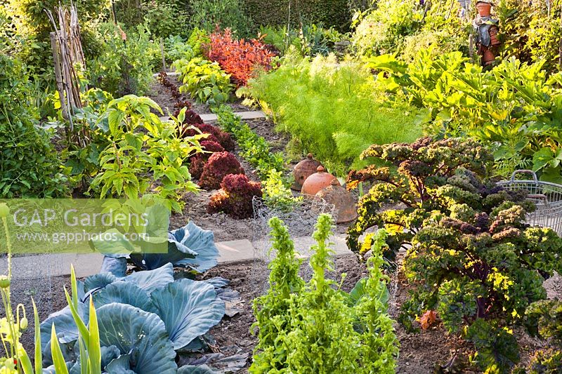 Mixed planting of vegetables and herbs.