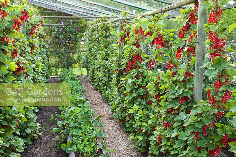 Ribes rubrum 'Jonkheer van Tets' - redcurrant in raised bed trained as cordon and Fragaria - strawberries.